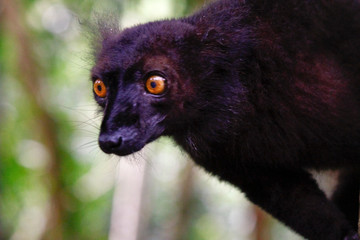 Male black lemur, Eulemur macaco, Madagascar