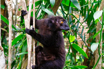 Male black lemur, Eulemur macaco, Madagascar