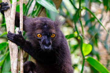 Male black lemur, Eulemur macaco, Madagascar