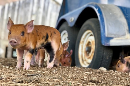 baby piglet 