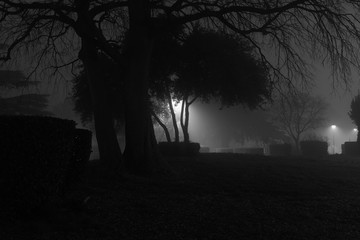 Fog In the park