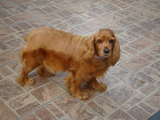 Brown English cocker spaniel dog