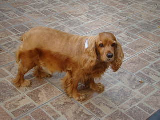 Brown English cocker spaniel dog