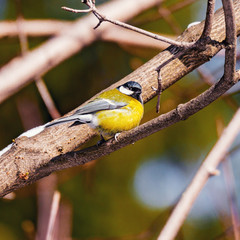 Bird tit on the tree branch at cold winter day time.