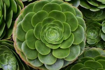 Fototapeta premium Round hen and chicks succulents 