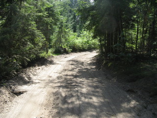 camino en bosque con arboles verdes