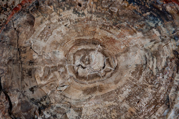 Obraz premium Close up of tree rings of a petrified tree, Petrified Forest National Park, Arizona USA