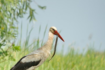 White Stork (Ciconia ciconia) 