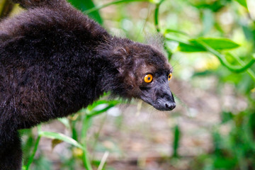 Male black lemur, Eulemur macaco, Madagascar