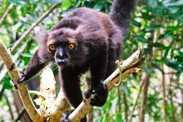 Male black lemur, Eulemur macaco, Madagascar