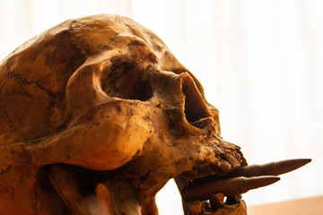 Calavera mordiendo balas