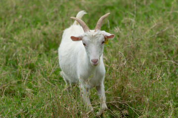 Obraz premium 西表島のヤギ