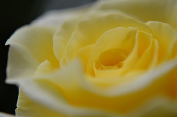 Yellow rose petals on black background, macro