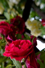 Red rose on green background with flowers lights