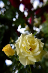 Yellow rose and rosebud on green background with lights