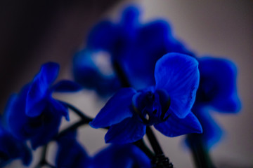 Fototapeta na wymiar closeup of blue flower