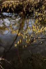 Hazel catkins in spring