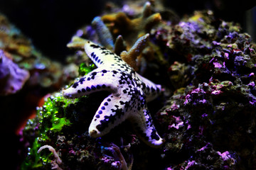 Cake sea star - Anthenea aspera 