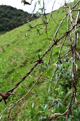 Rusty barbed wire fence 