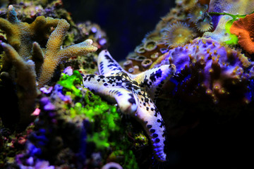 Cake sea star - Anthenea aspera 