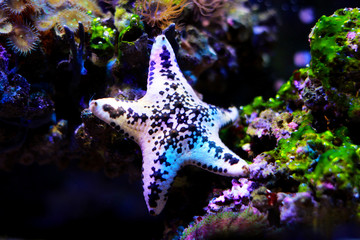 Cake sea star - Anthenea aspera 