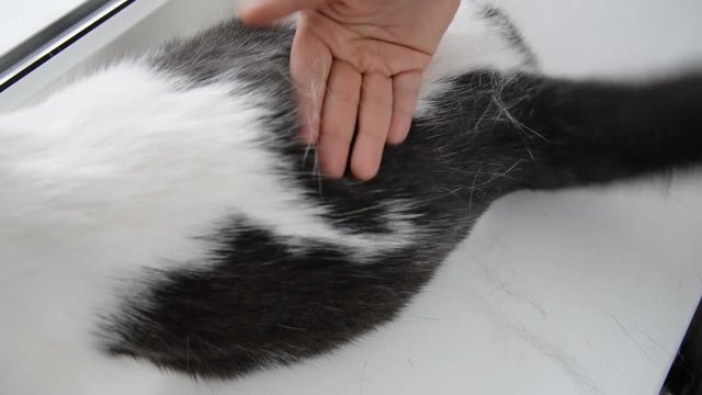 Cat's fur loss, cat health problems, combing a cat