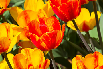 Tulips of the Andre Citroen  species.