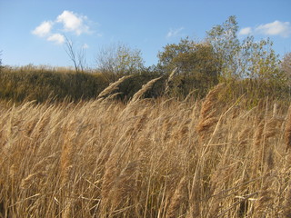 Obraz premium otono ruso un dia maravilloso con arboles hierba amarillo espiguillas de hierba amarilla