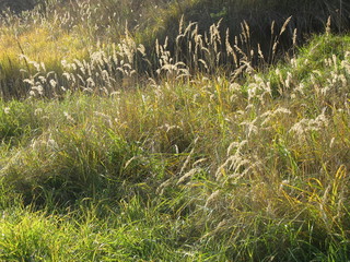 otono ruso un dia maravilloso con arboles hierba amarillo espiguillas de hierba amarilla