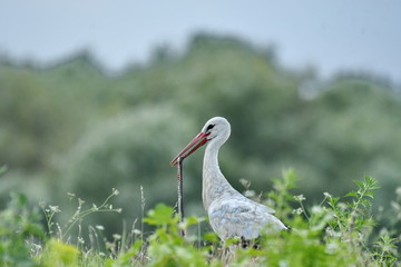 White Stork (Ciconia ciconia)
