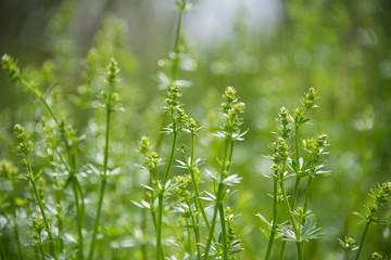 Growing vegetation in a meadow in early spring