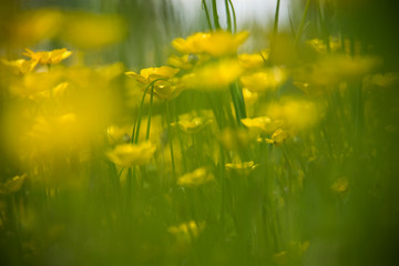 Field of yellow buttercup flowers. Blurry tall green grass
