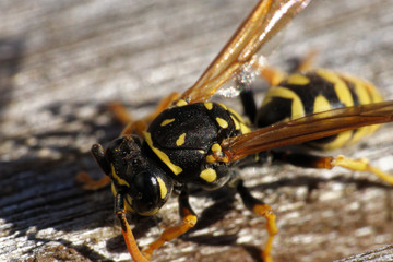 wasp portrait