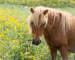 Brown horse with blonde mane and yellow flowers in field