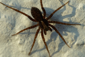spider portrait 1