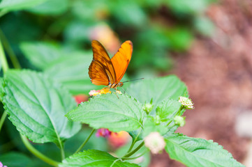Orange Julia Heliconian butterfly perched on flower with leaves in background.