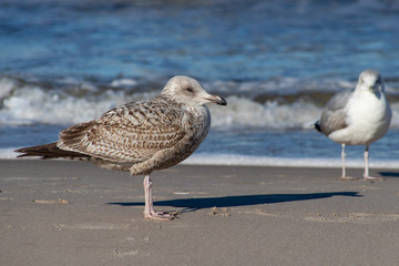 Seagull walking along the sea. Fowl on the sea.