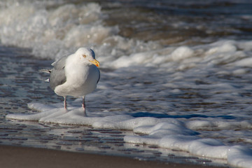 Seagull walking along the sea. Fowl on the sea.