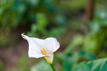 Detail of a white flower in spring - 251082233