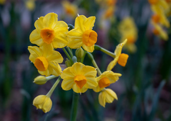 Spring flower narcissus.