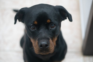 Rottweiler