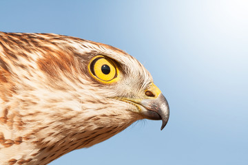 sparrow hawk