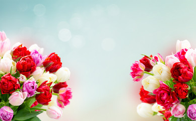 Obraz premium Fresh tulips flowers