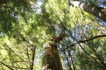 Fototapeta premium Old Growth Red Cedar