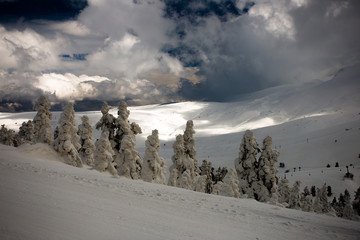 Beautiful landscapes and trees under snow