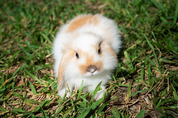 Bunny on Grass
