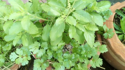 Planting basil and coriander .. in the same clay pot