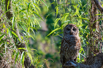 Barred owl perched in tree 