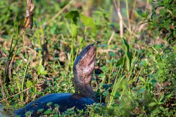 Soft shell turtle in the marsh