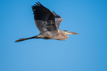 great blue heron in flight